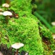 世界短道速滑教练公开课：战术细化帮助后备选手成长，世界短道速滑视频